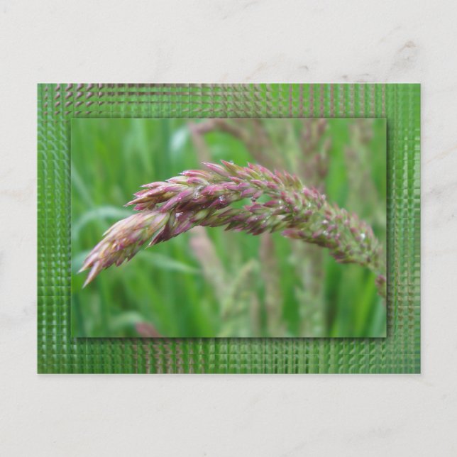 Como cresce o cartão postal (Frente)