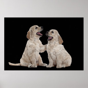 Companheiros peludos 36 x 24 posters