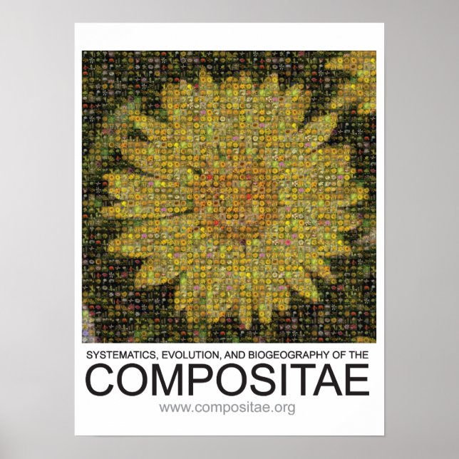 Compositae poster (Frente)