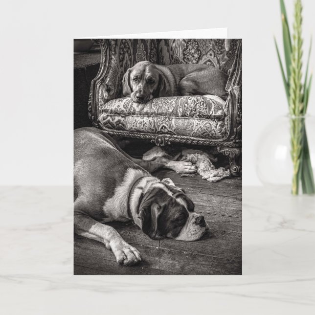 Comprar cartão de cães (Frente)