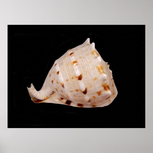 Conch Shell Poster (Frente)