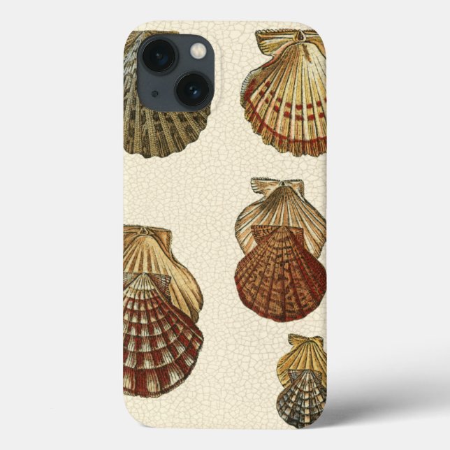 Conchas Antigas Raspadas (Verso)