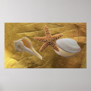 Conchas do mar Poster