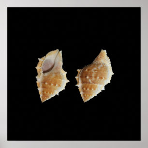 Conchas do mar Poster