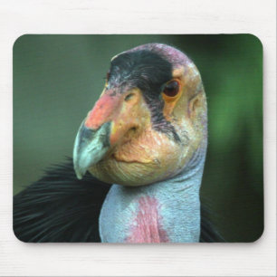 Condor de Califórnia Mousepad