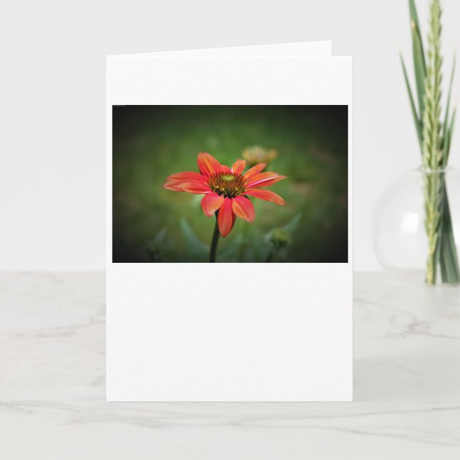 Coneflower, cartão (Frente)
