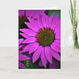 Coneflower, cartão