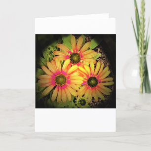 Coneflower, cartão