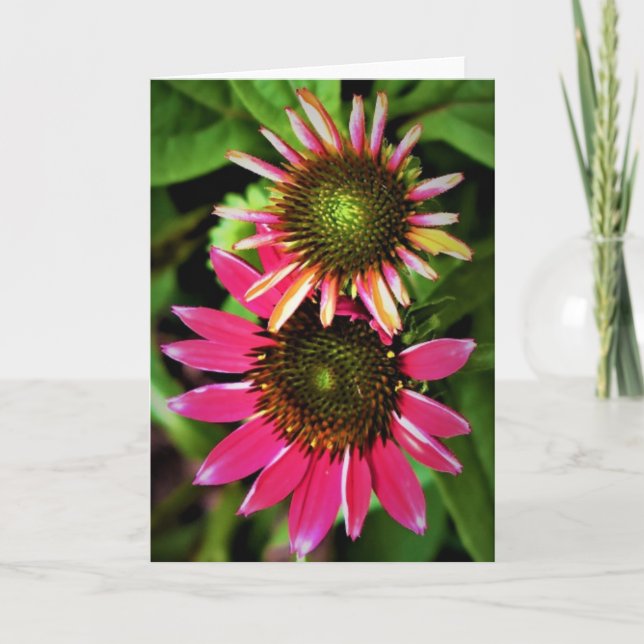 Coneflower, cartão (Frente)