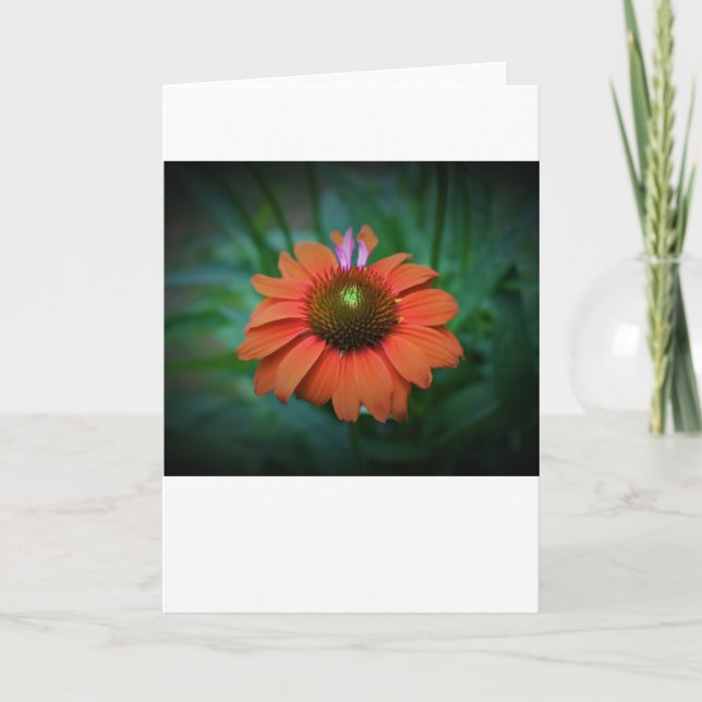 Coneflower, cartão (Frente)