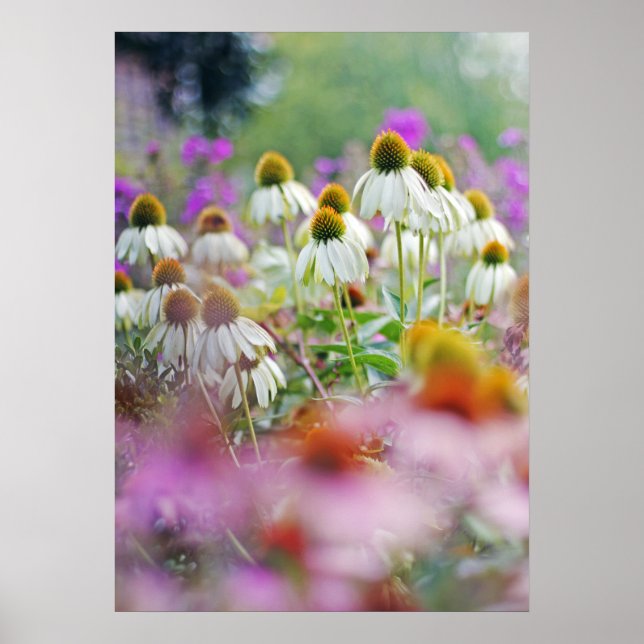 Confluentes Brancos Echinacea Poster de Cisne Bran (Frente)