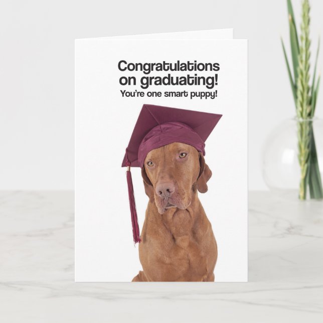 Congrats na graduação (Vizsla) - cartão (Frente)