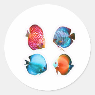 Conjunto de 4 Adesivos de Peixes Disco Vibrantes -