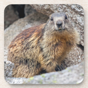 Conjunto de 6 porta-copos de Marmota Alpina