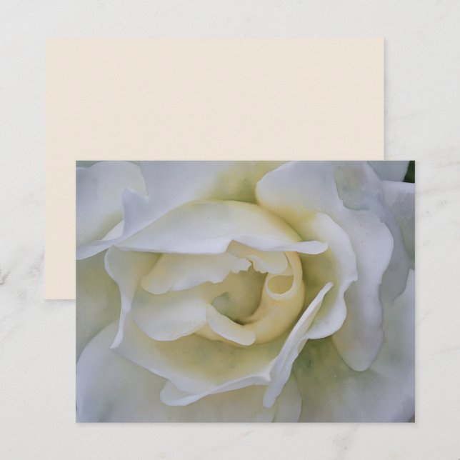 Conjunto de Cartões de Nota de Arte Flor Rosa Bran (Frente/Verso)