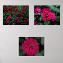 Conjunto de Impressões Zinnia Serenade