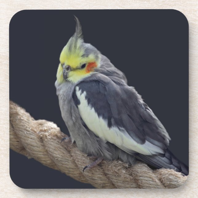 Conjunto de Porta-Copos de Cacatua Fofos (Frente)