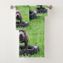 Staffordshire Bull Terrier Hora De Jogar,