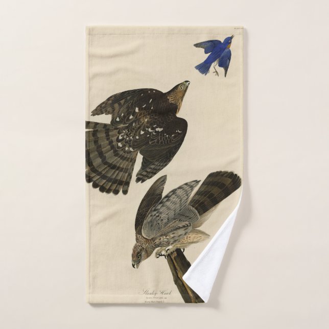 Conjunto De Toalhas Stanley (Cooper's) Hawk Audubon's Birds of America (Toalha de mão)