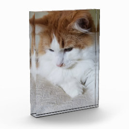 Contemplação do Gatinho (Rico Felino): Foto Cat