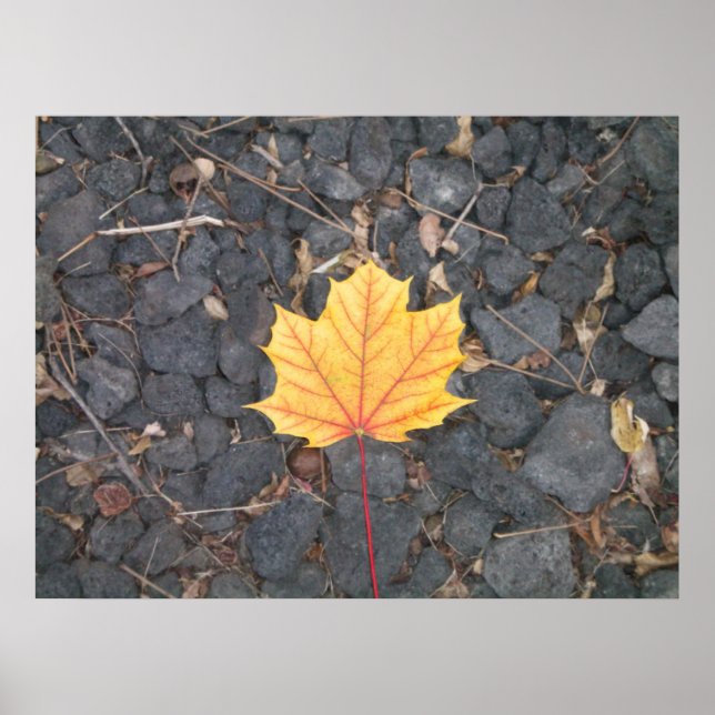 Contrasting Leaf- poster (Frente)