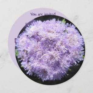 Convite - Ageratum