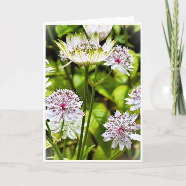 Convite Astrantia Major, A Placa Vazio Masterwort Excelent (Frente)