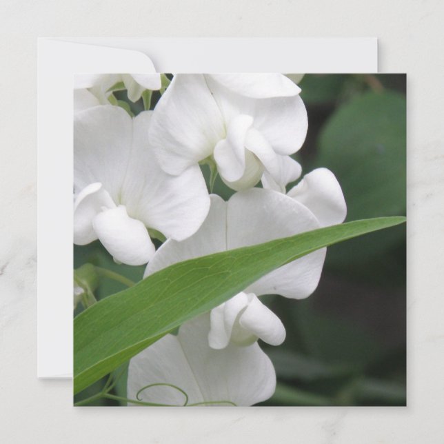 Convite da flor da ervilha doce (Frente)