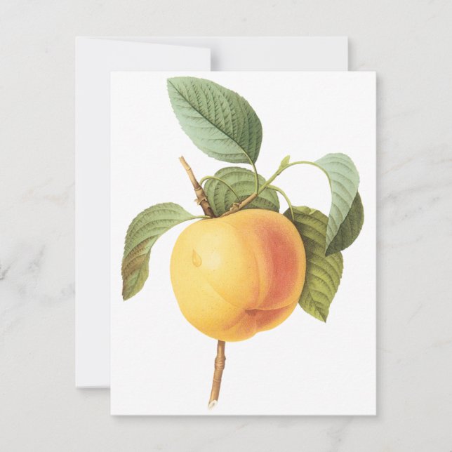 Convite da Maçã Calville por Pierre Redoute (Frente)