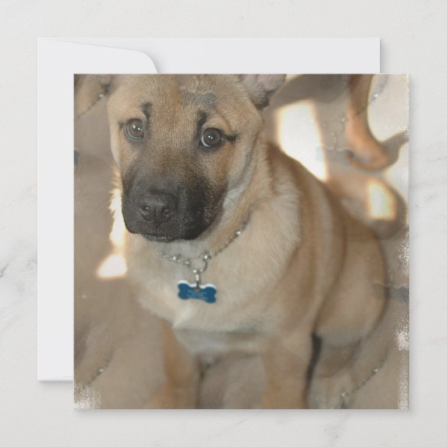 Convite de Akita Puppy (Frente)