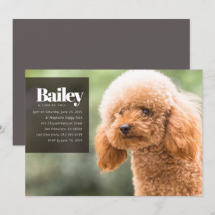 Convite de Aniversário para Fotografia de Cães P