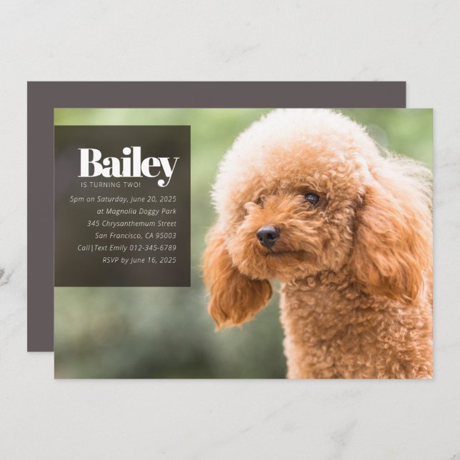 Convite de Aniversário para Fotografia de Cães Per (Frente/Verso)