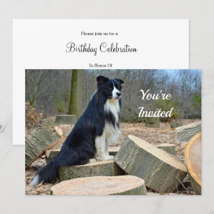 Convite de Borda Collie Birthday