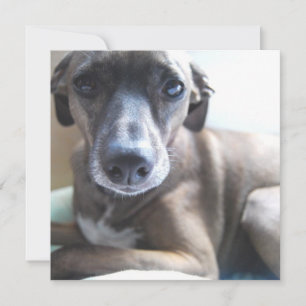 Convite de cachorrinho Greyhound