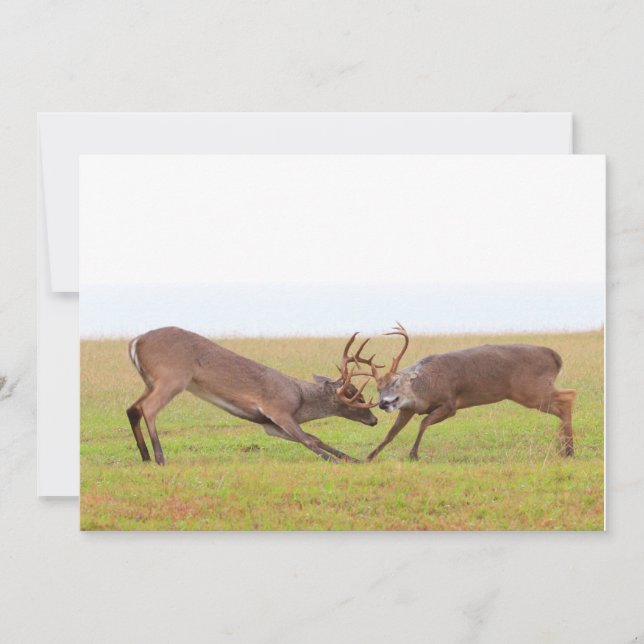 Convite de combate dos cervos (Frente)
