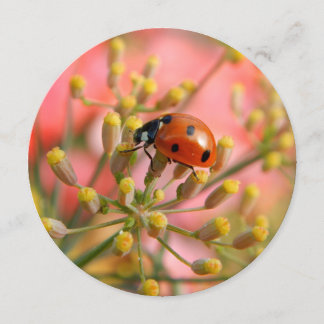 Convite de festas Lady Bug