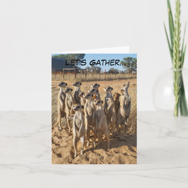 Convite de festas Meerkat (Frente)