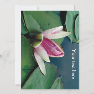 Convite de Fotografia da Flor do Lotus Blossom Ros