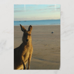 Convite De Fotografia De Kangaroo