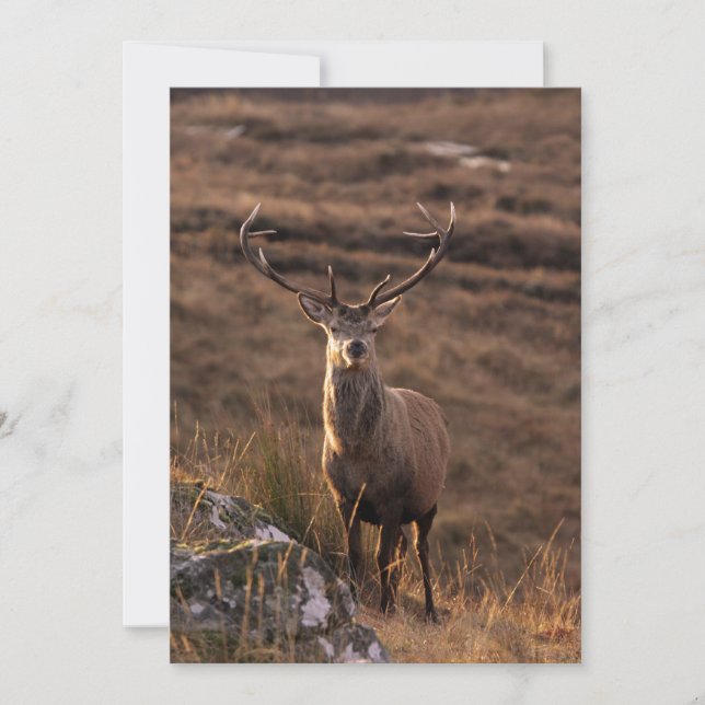 Convite de Marca Vermelha (Frente)