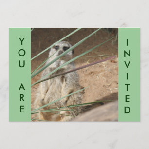 Convite de Meerkat