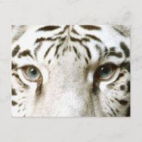 Convite De Tigre Branco Feng Shui ~ EZ2 Personaliz
