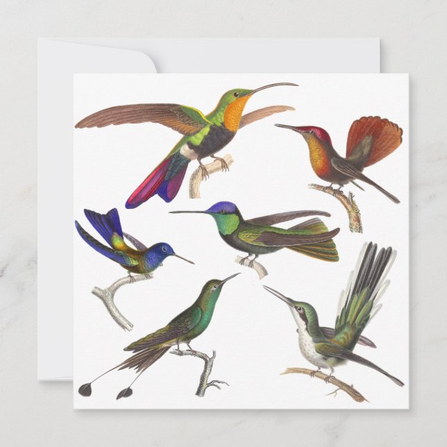 Convite do colibri - 6 colibris bonitos (Frente)