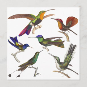 Convite do colibri - 6 colibris bonitos