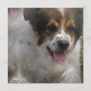 Convite do filhote de cachorro de Sheherd do