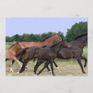 Convite dos cavalos selvagens