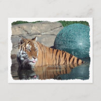 Convite estilizado customizável do tigre de Bengal