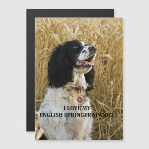 Convite gafe inglês spaniel bwlove w pic