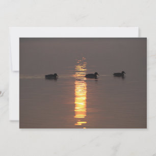 Convite Mallards