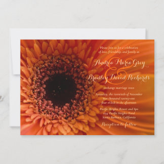 Convite para Casamento Orange Gerbera Daisy Macro